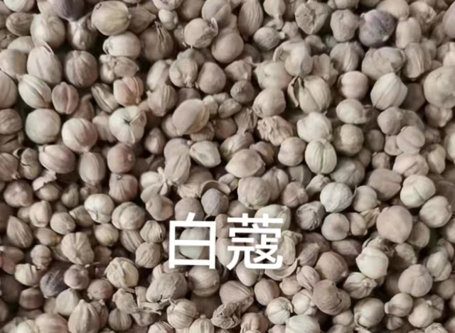 白寇