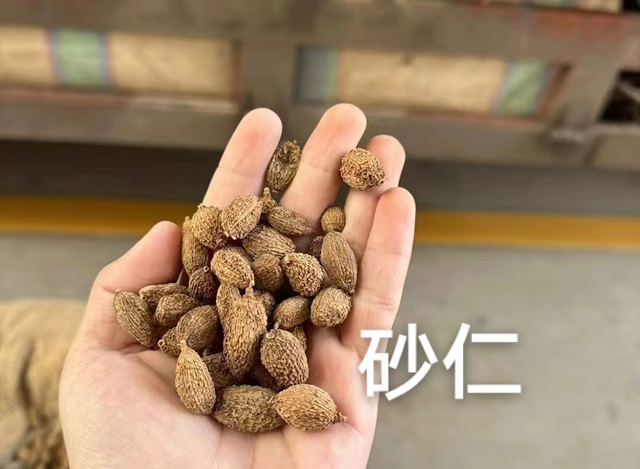 砂仁