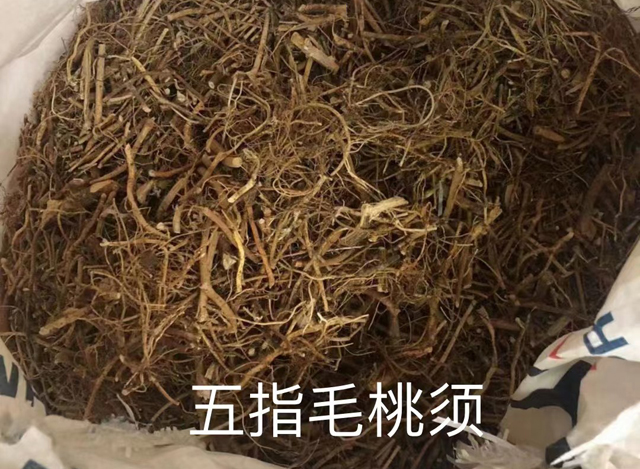 五指毛桃須